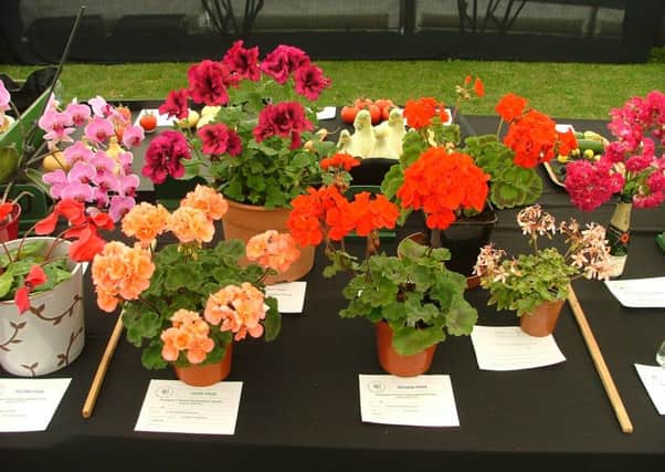 Stunning blooms at Crowhurst and District Horticultural Society's 2015 Summer Show SUS-161207-111936001