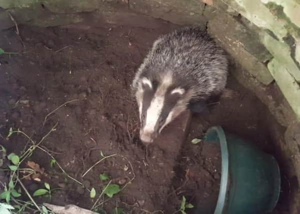 Badger in a well in Hastings SUS-170531-133911001