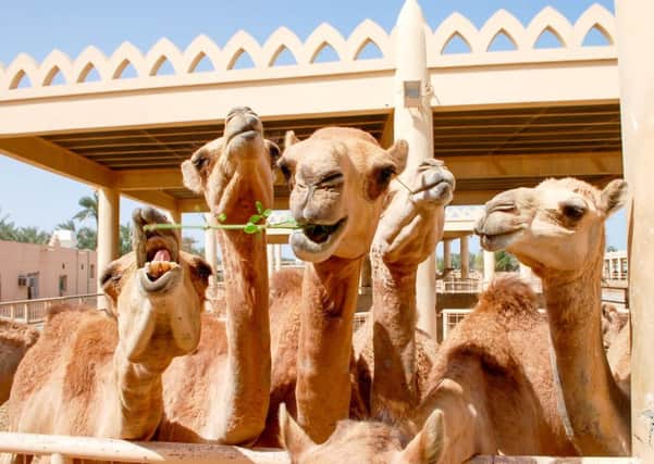 Residents of Royal Camel Farm