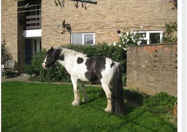 Mystery horse found in Storrington SUS-170606-125847001