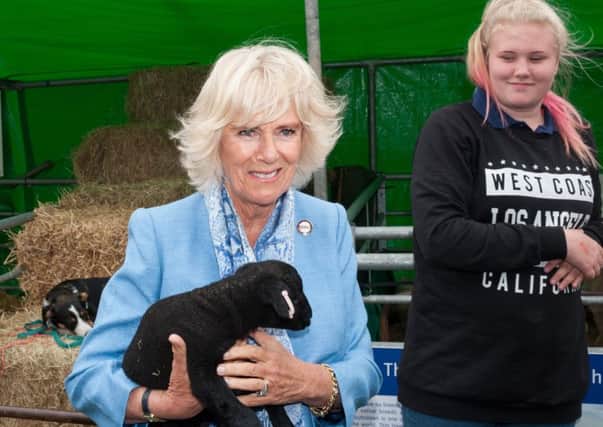 HRH, The Duchess Of Cornwall holds a Black Welsh Mountain Lamb. 
Picture by Scott Ramsey