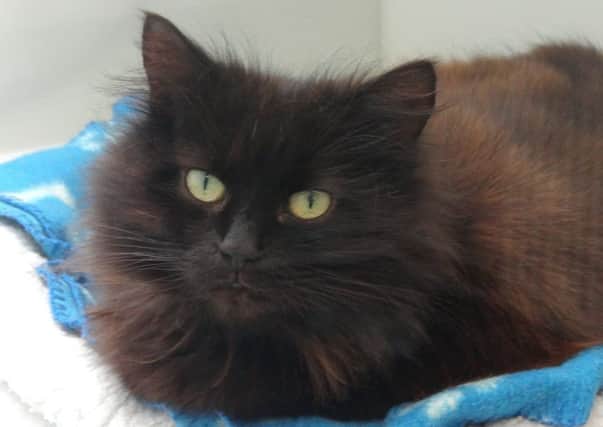 Rose is a current resident at Bluebell Ridge and is seeking a loving new home SUS-170613-111809001