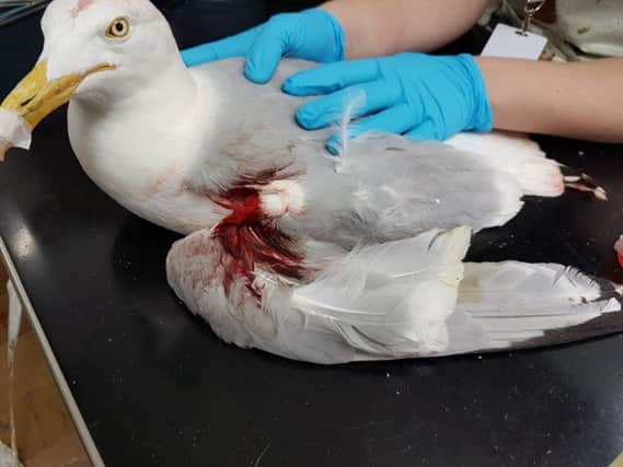 Victim: Sadly, this badly wounded seagull later had to be put to sleep