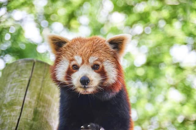 The hungry red pandas now have plenty of bamboo - thanks to the public's help SUS-170613-155827001