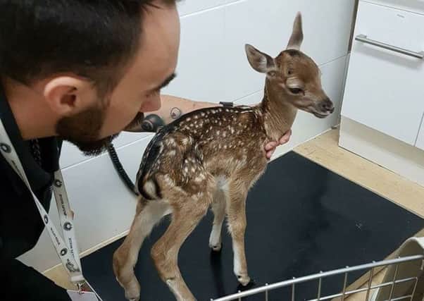 Baby fallow deer collected from Horam SUS-170615-141150001