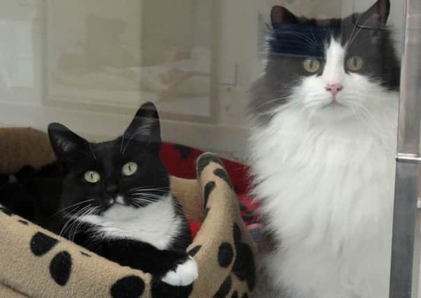 Starsky and Eddie are two of the cats looking for loving new homes at Bluebell Ridge SUS-170621-134412001