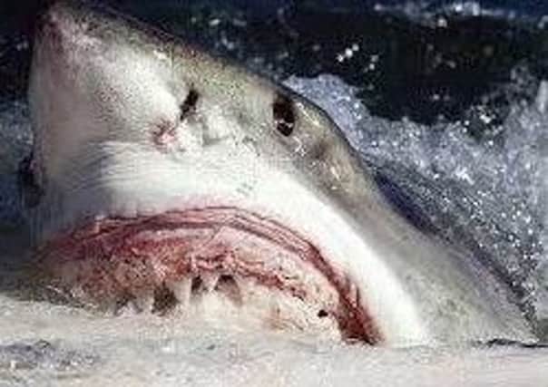There have been reports of a great white shark off Hayling Island
