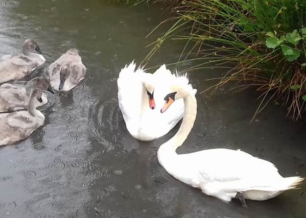Injured male swan returns to his 'family' at Tilgate Park, Crawley SUS-170628-104452001