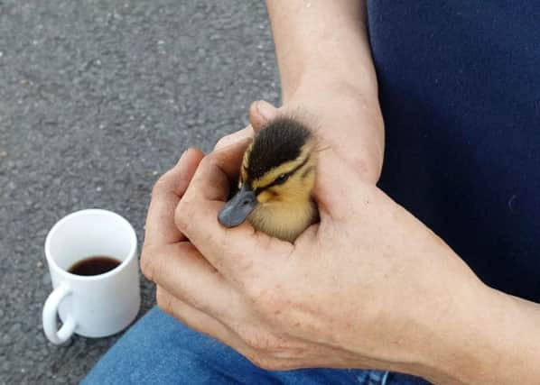 Duckling rescue in Uckfield SUS-170628-140511001