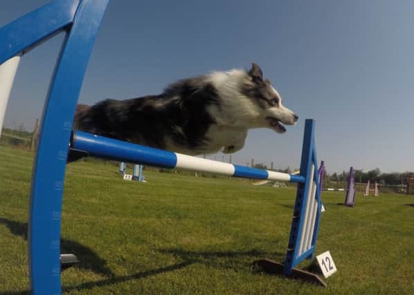 Border collie Mally flies over the jumps at a dog agility event