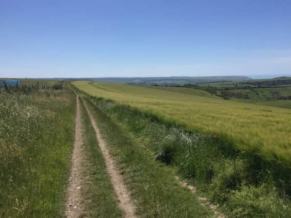 The walks offer the opportunity to see the beauty of the South Downs
