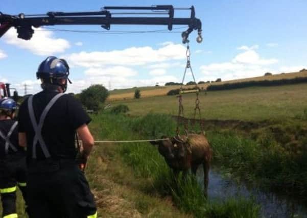 The animal being craned to safety, tweeted by @RotherFRS