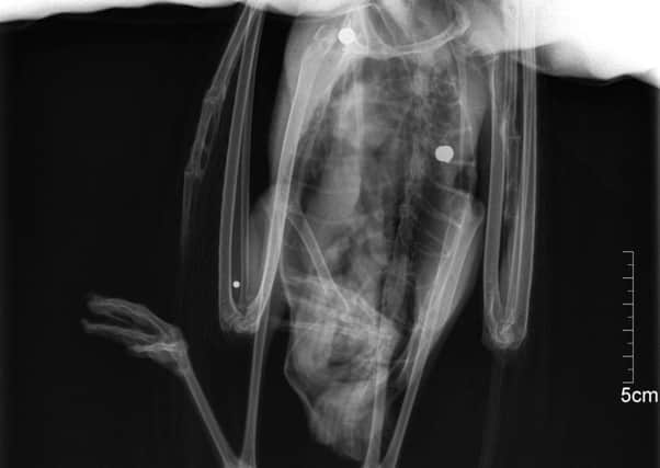 X-ray showing air pellet in Polegate gull SUS-170507-091922001