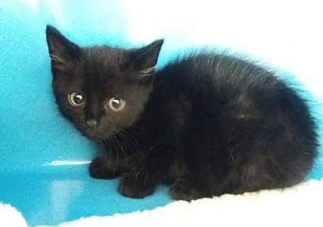 One of three black kittens found hiding at the festival. They have been named Bentley, Lotus, Ferrari and Subaru