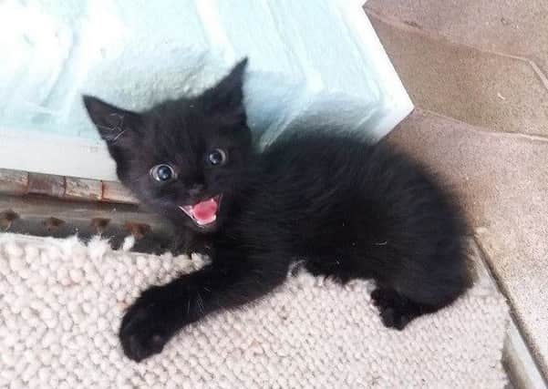One of three little black kittens found. Sadly the mother has not been located