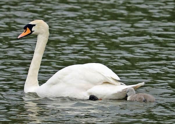A swan and a signet similar to these have gone missing from Horsham park.