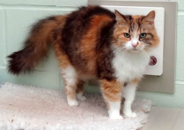 Saffron is one of the residents at Bluebell Ridge looking for a loving home