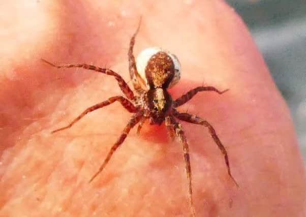 Cuckfield resident Peter Lovett spotted the wolf spider yesterday morning (July 10)