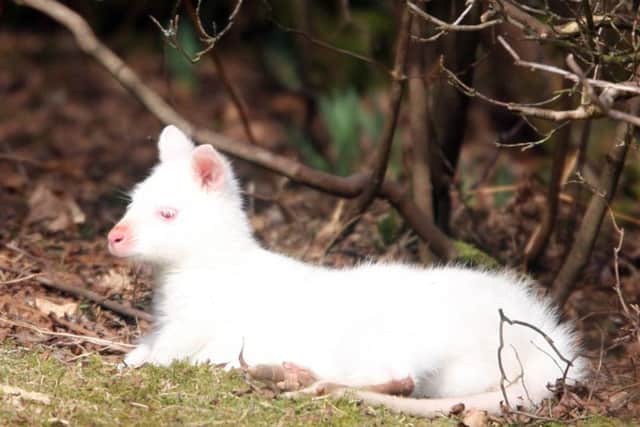 Will the wallabies be back? We took this photo of a new-born white wallaby in 2010 at Leonardslee