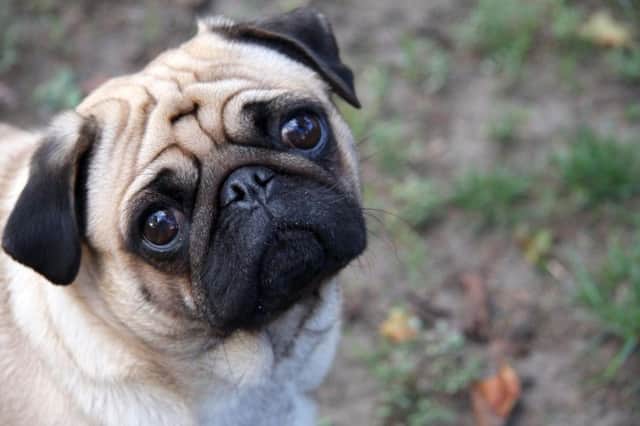 Brachycephalic breeds such as pugs are even more at risk from overheating than other dogs