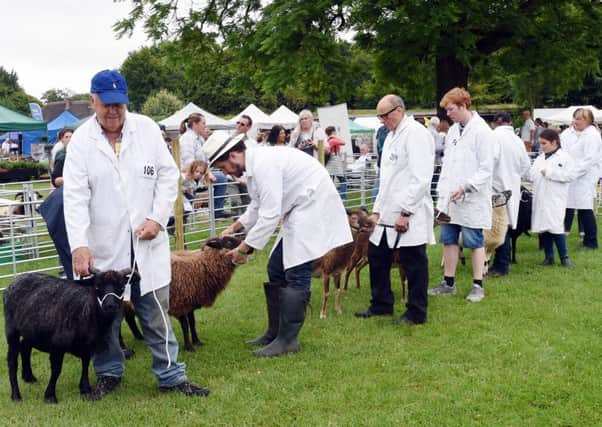 A class for rare breed sheep at  Weald and Downland Living Museums Rare and Traditional Breeds Show. 
Picture: Liz Pearce 
LP170213