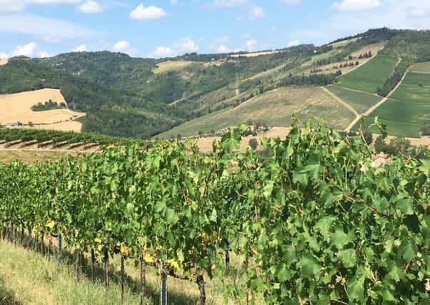 Vineyards in Emilia Romagna