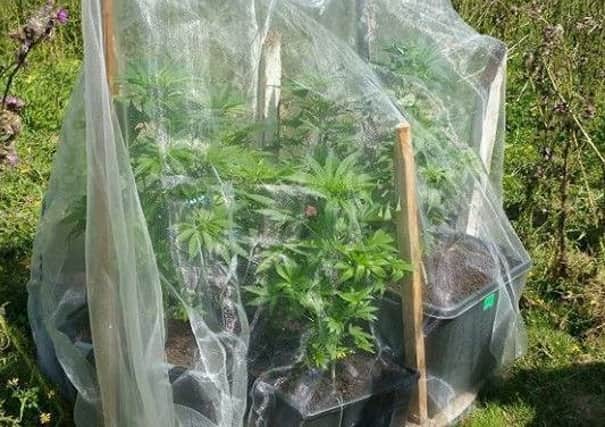 The cannabis plants were discovered in a field near Warninglid. Picture: Mid Sussex Police