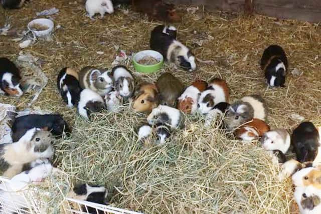 Many of the female guinea pigs are pregnant again