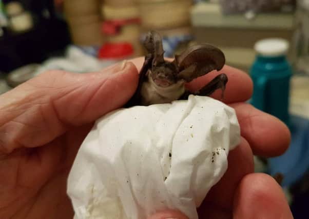 Baby grey long eared bat SUS-170719-103356001
