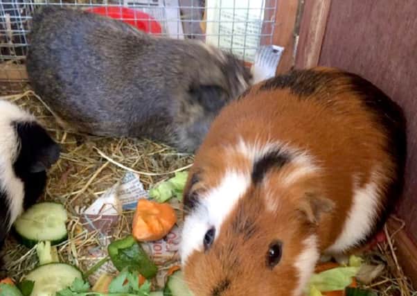 jpns-19-07-17-005 guinea pigs rep dg

CAPTION: Many of the female guinea pigs are pregnant once again Zg2GDpGXjr5Pm7oPuWIH
