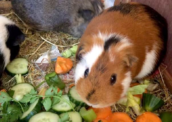Many of the female guinea pigs are pregnant once again