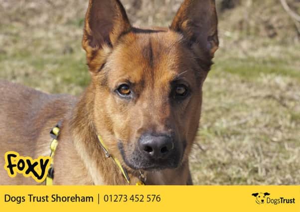 Two-year-old Foxy needs an owner who will enjoy fun training sessions