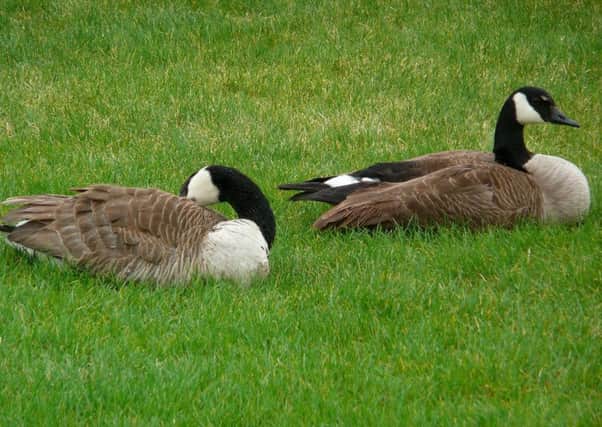 Canada Geese like these were discovered dumped in a ditch in Horsham.