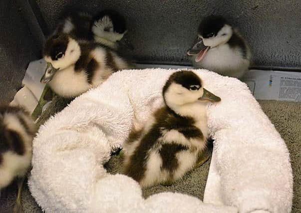 Some chicks being cared for at the wildlife hospital