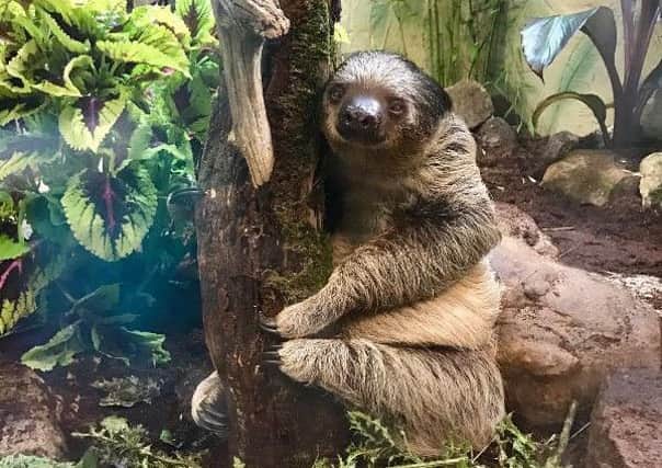 The sloth getting comfy in its new rainforest home