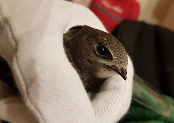 A Swift found in Seaford