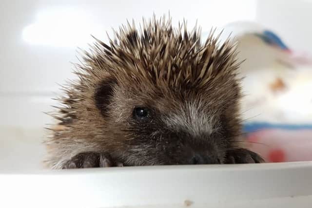A hedgehog found in Ringmer