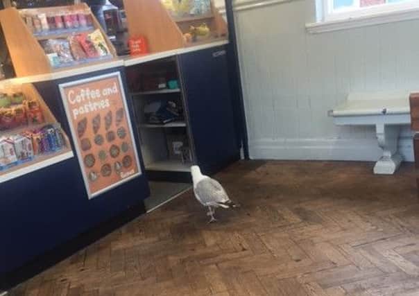 A seagull has been stealing pastries from a cafÃ© at Worthing station. Picture sent in by Daniel De Conceicao Silva.