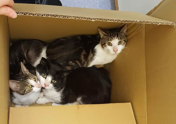 Cats found dumped in a cardboard box in Lindfield SUS-170728-122543001