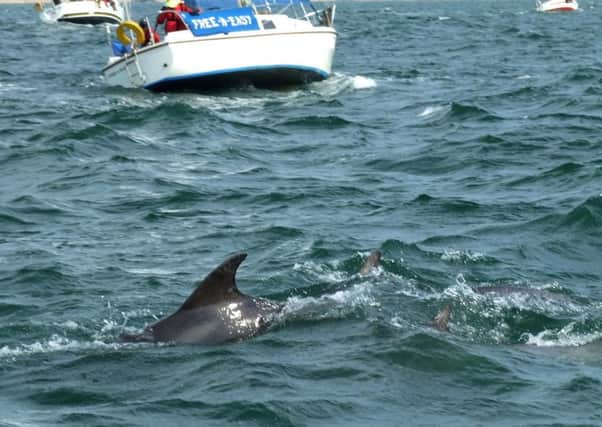 A dolphin in Shoreham