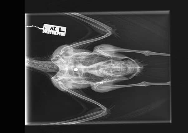 An X-ray, courtesy of Alphapet, showing the pellet in one of the birds