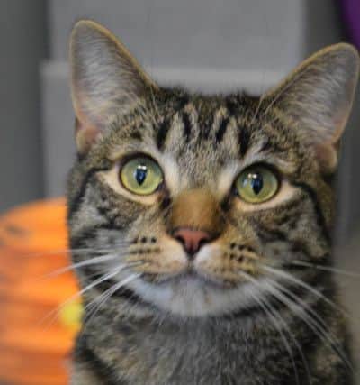 Bertie is one of eight 'outdoor' cats needing homes SUS-170908-104102001