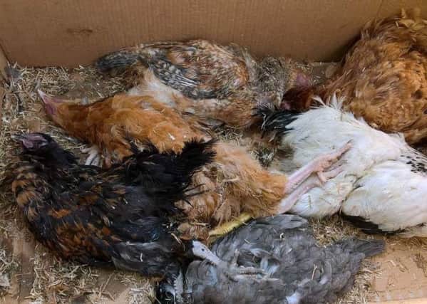 Seven hens were already dead but Irene and her daughter managed to save the other 23