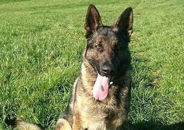 PD Spike assisted in the arrest of a suspected burglar in Crawley. Picture: Sussex Police
