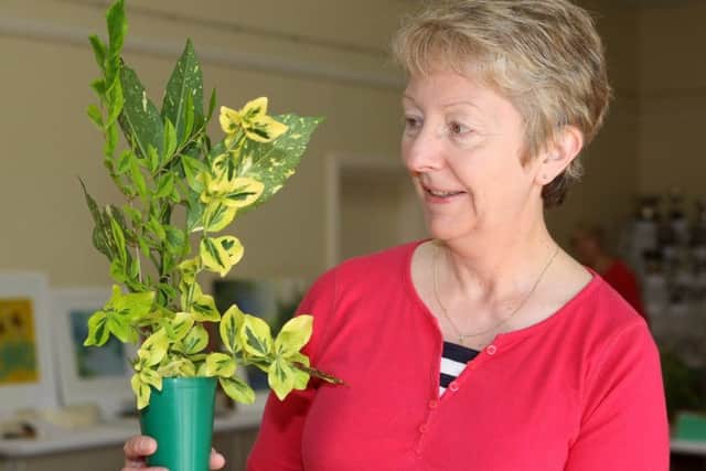 Barbara Thornley, who won first prize for her ornamental foliage DM17839541