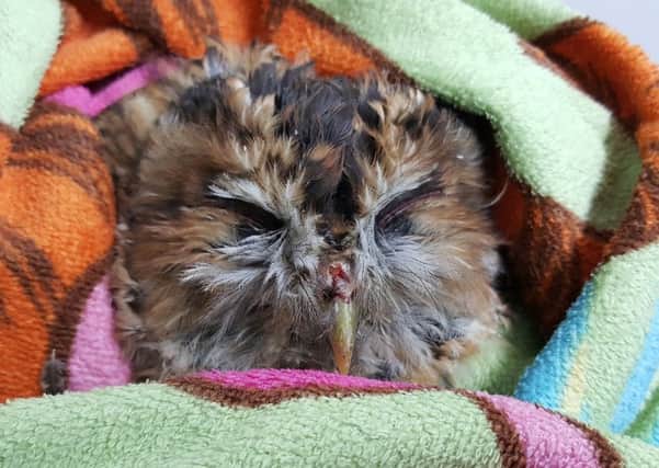 An injured tawny owl