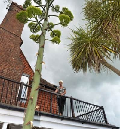 Brenda Tarrant with her rare agave tree in her garden at Pevensey Bay (Photo by Jon Rigby) SUS-171008-104510008