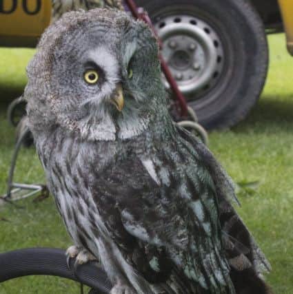 Owls About Town. Pictures: Hayley Taylor
