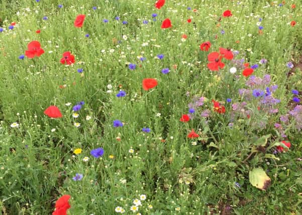 The wildflower meadow in Brookfield Park. Residents had reportedly complained about long grass nearby.