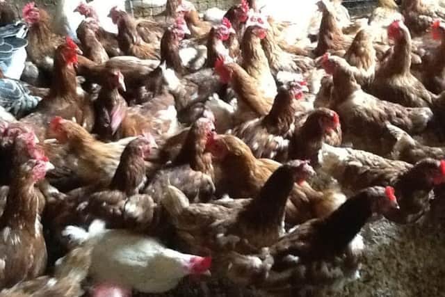 The centre is 'absolutely overrun' by Hens after rescuing 200 from slaughter